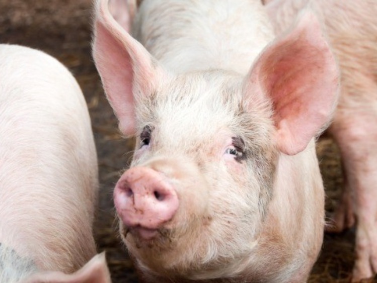 Pol Pig: brak opłacalności w produkcji trzody